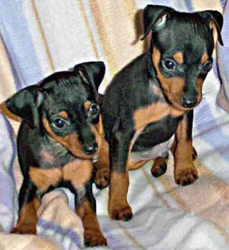 pinscher