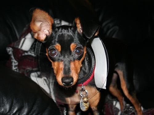 pinscher