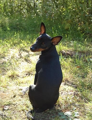 Miniature Pinscher