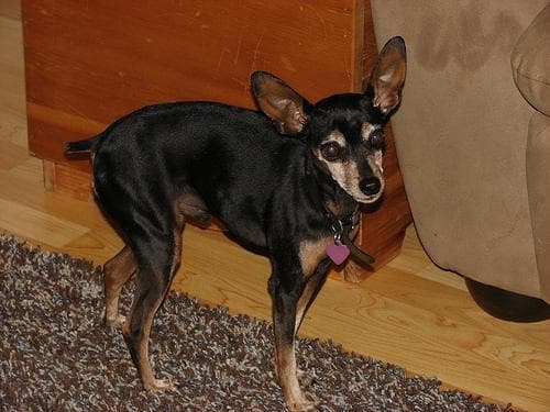 Miniature Pinscher