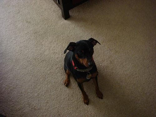 pinscher