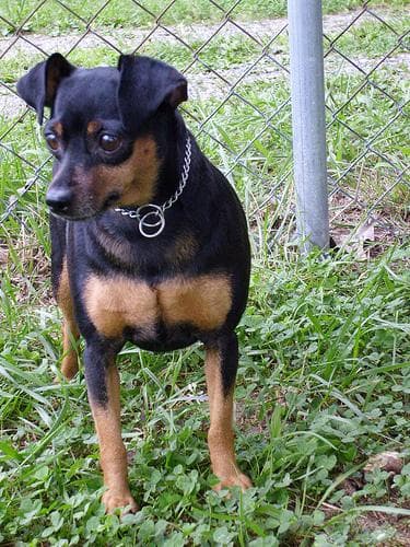 Miniature Pinscher