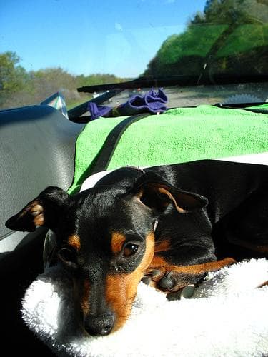 Miniature Pinscher