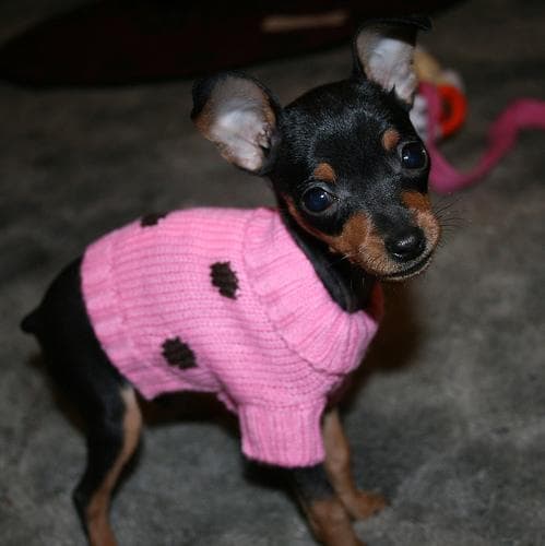 pinscher