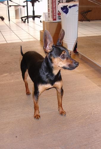 pinscher