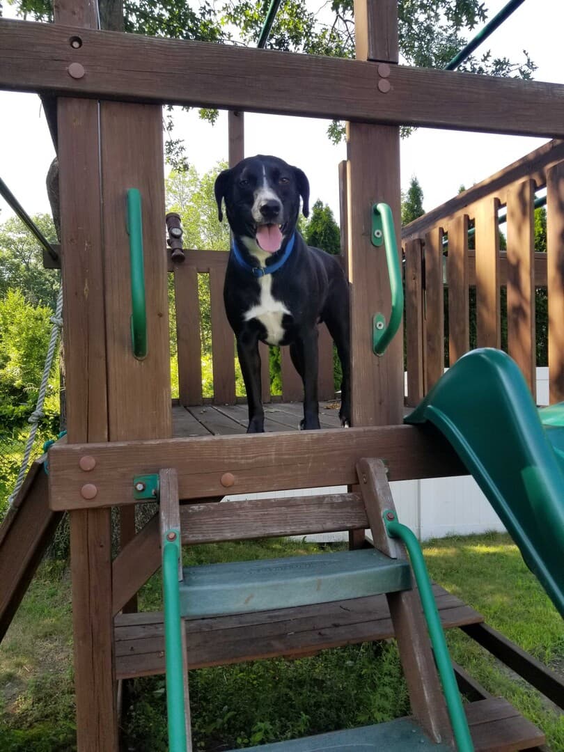 Pitbull