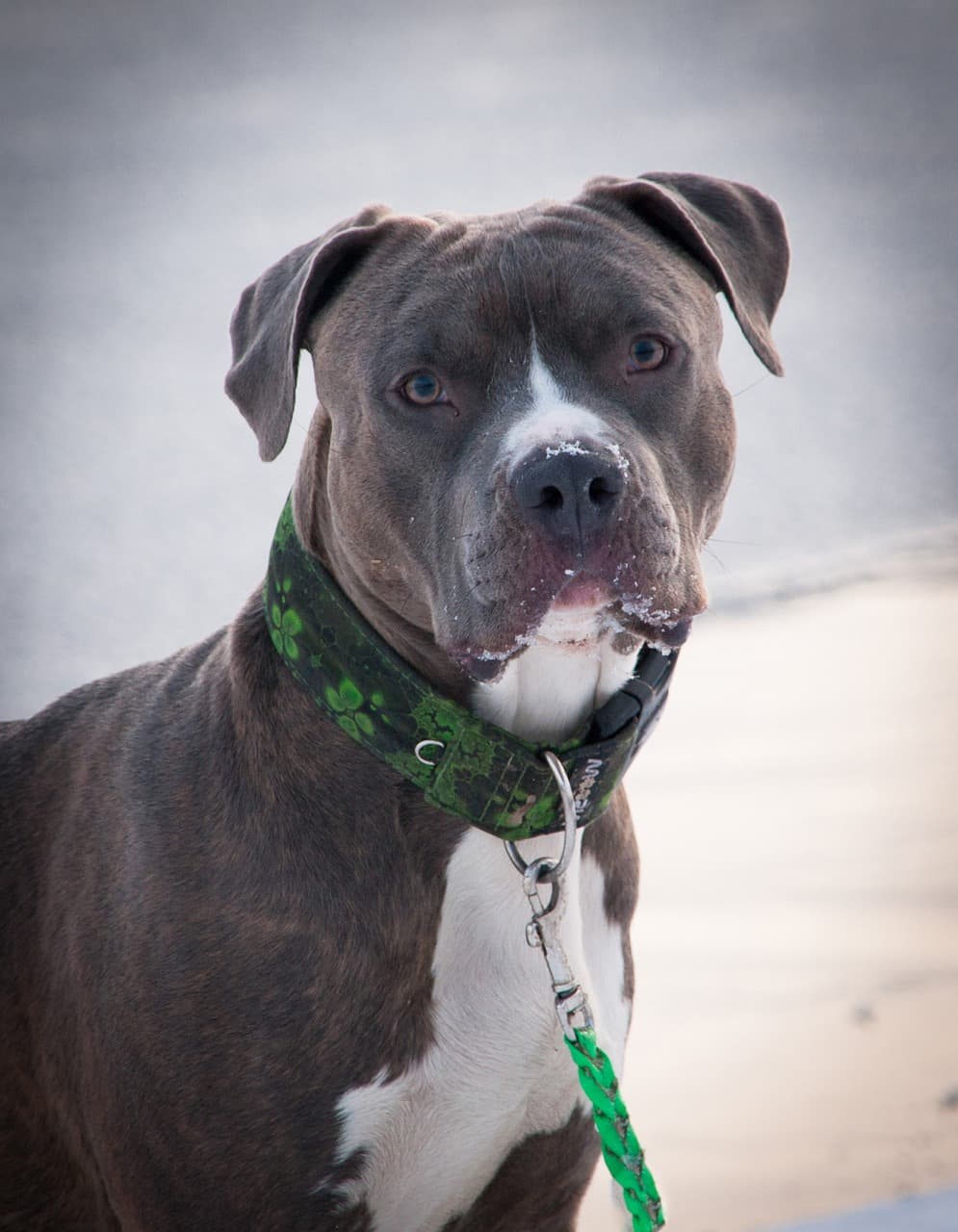 Pitbull