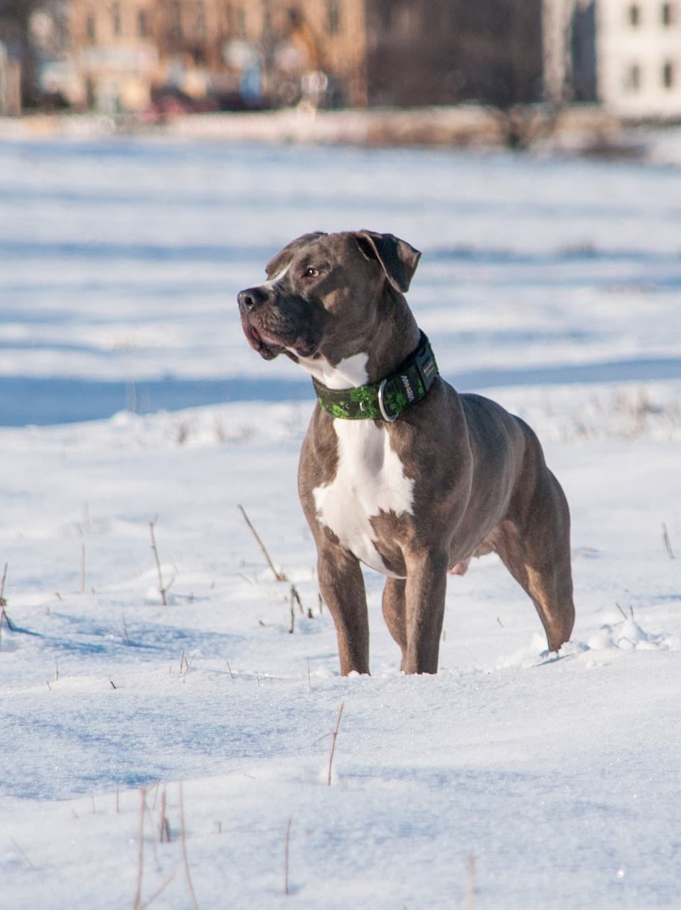 Pitbull