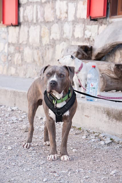 Pitbull