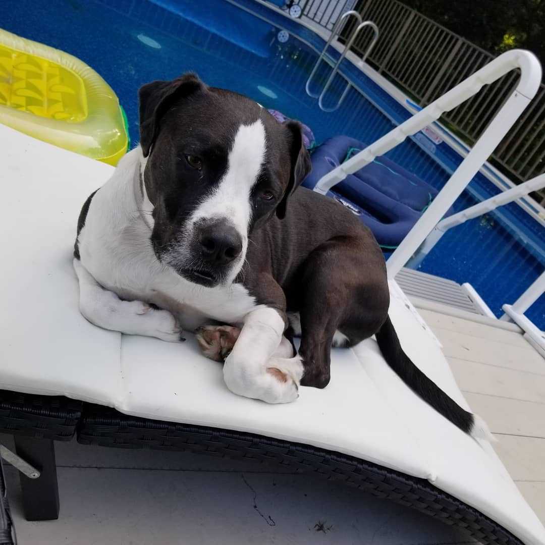Pitbull