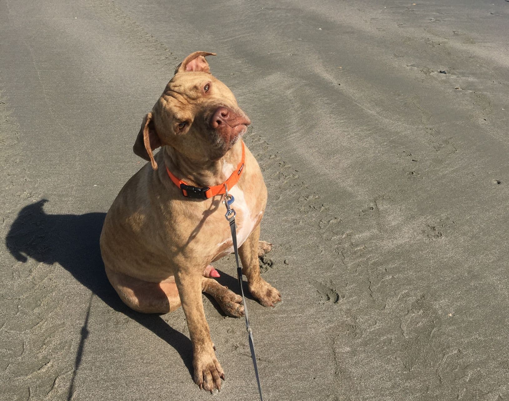 Pitbull