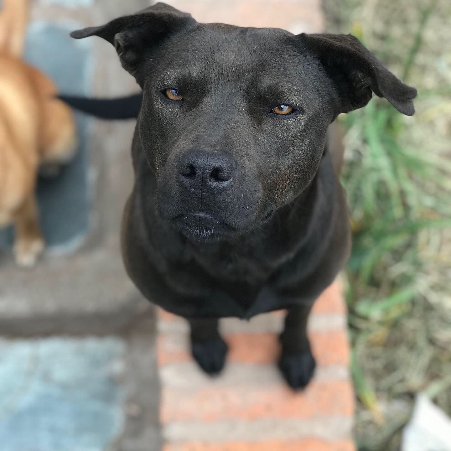 Pitbull