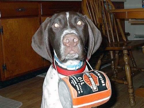 German Pointer