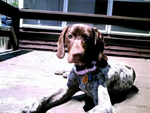 German Pointer