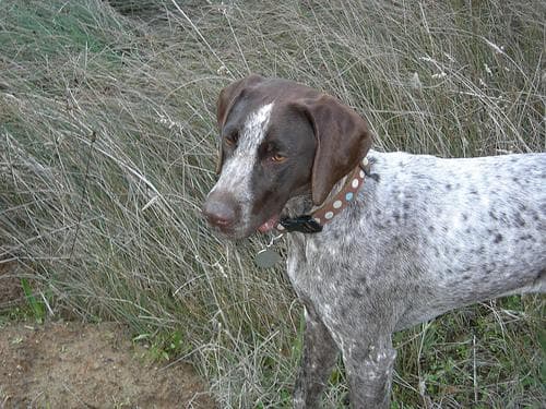 German Pointer