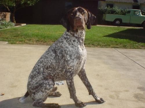 pointer