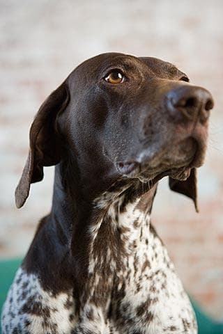 German Pointer