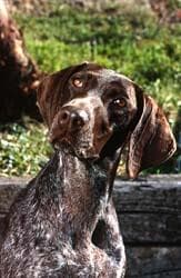 German Pointer