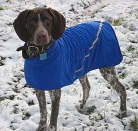 German Pointer