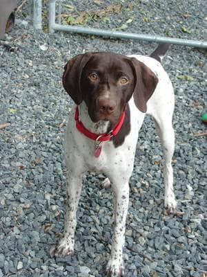 German Pointer