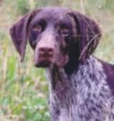 German Pointer