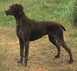 German Pointer