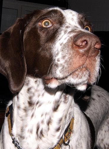 pointer