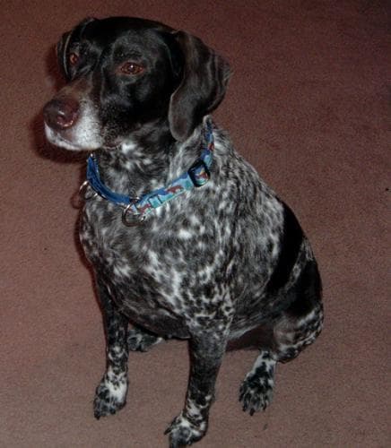German Pointer