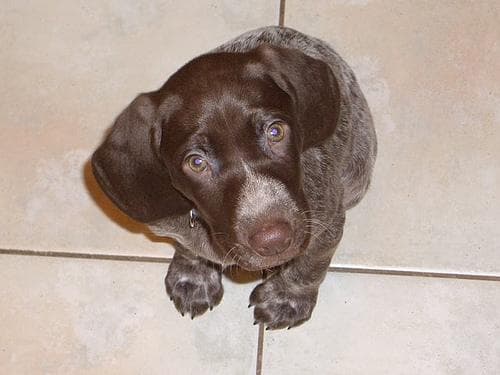 pointer