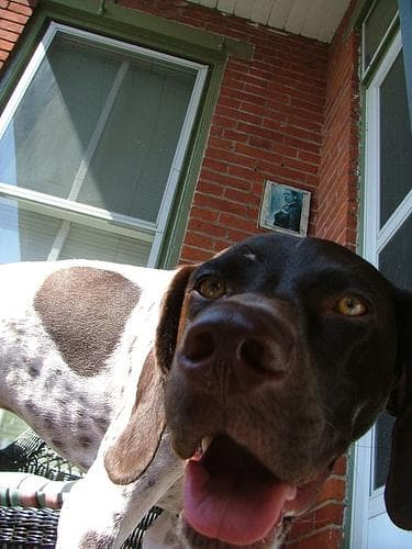 German Pointer