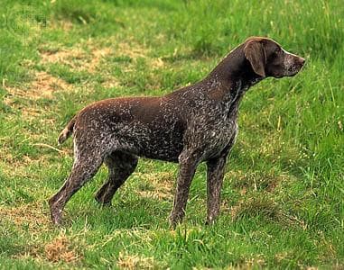 German Pointer