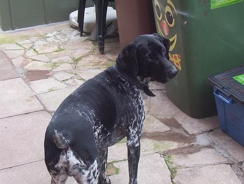 pointer