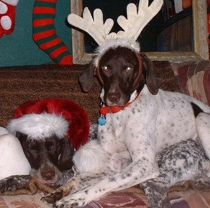 German Pointer