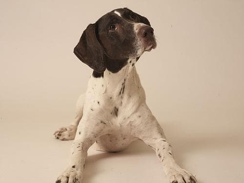 pointer
