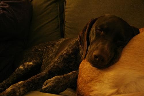 German Pointer