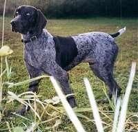 German Pointer