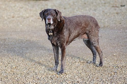 German Pointer
