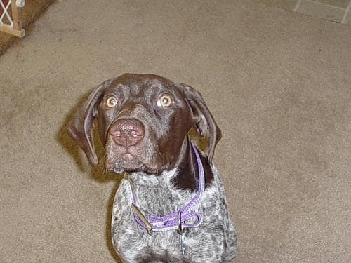 German Pointer