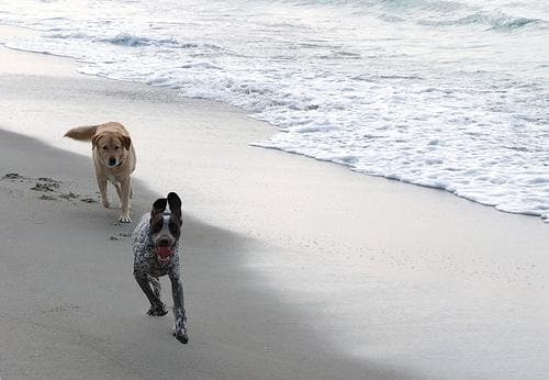 pointer