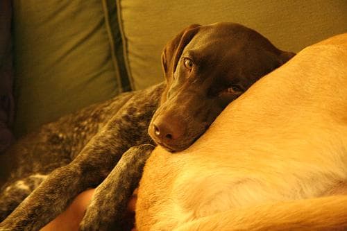 German Pointer