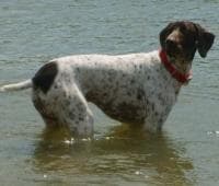 German Pointer