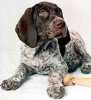 pointer