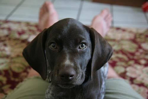 German Pointer