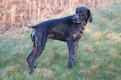 German Pointer