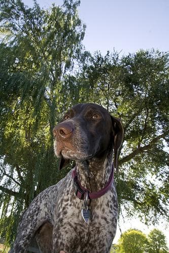 German Pointer