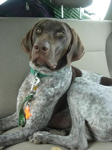 German Pointer