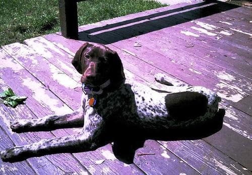 pointer