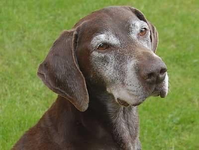 pointer