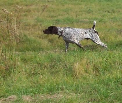 pointer