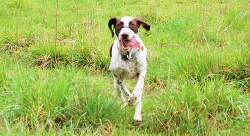 German Pointer